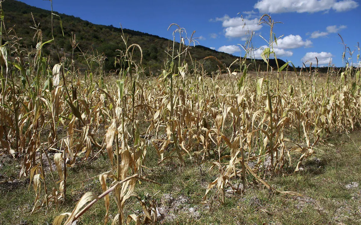 milpa sequía maiz